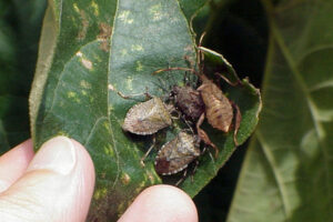 Read more about the article How do we beat the stink bug?